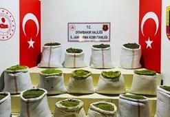 Eren Abluka Sonbahar-Kış 2 Operasyonu'nda 52 bin kök kenevir ele geçirildi