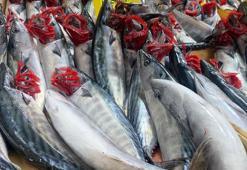 Balık fiyatlarında flaş gelişme! Kilosu 320 lira