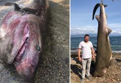 Ağa takılan balığı görünce inanamadılar! Tam yarım ton