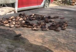 Koca köy alarma geçti! Kabusları oldu