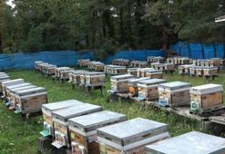 Doğal şifa kaynağı Sinop kestane balı 500-700 TL arasında satılıyor