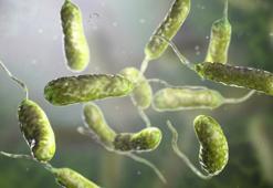 Et yiyen bakteri (Vibrio vulnificus) nedir? Et yiyen bakteri nasıl, nerelerden bulaşıyor? Et yiyen bakteri öldürür mü?