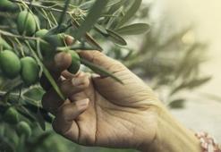 Marmarabirlik zeytin alım fiyatlarını açıkladı mı? 2022-2023 Marmarabirlik zeytin fiyatları, tavan ve taban fiyatları!