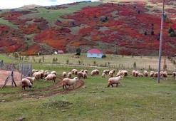 Ordu yaylalarında sonbahar güzelliği
