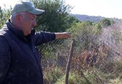 Arnavutköy'de köylerde kurt saldırısı iddiası: 18 koyun öldü