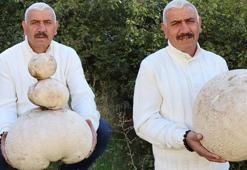 Dağda buldu, görenler şaşkına döndü! Yaklaşık 9 kilo