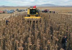 Ayçiçek yağı fiyatlarını düşürecek gelişme!