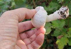 Mantardan 23 kişi zehirlendi, kritik uyarı geldi! 'Ben bunları biliyorum demeyin'