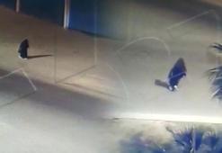 Bekçilere silah çeken kadın kıyafetli gaspçı, ayağından vurularak yakalandı