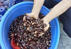 Kestanenin fiyatı 15 liraya kadar düştü
