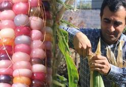 Tanesi 250 liraya satılıyor, ekecek yer bulamıyor! Verimli, doğal ve çok nadir