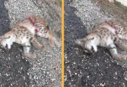 Kastamonu'da nesli tehlike altında olan vaşak yol kenarında ölü bulundu