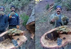 Kestiği ağacın kovuğundan çıktı! 'Bu tür olayların belgesellerde olduğunu sanıyordum'