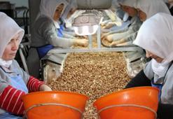 Avrupa’daki enerji krizi fındık fiyatlarını da vurdu