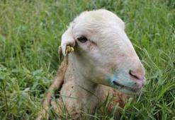 Mavi dil hastalığı nedir, insana bulaşır mı? Mavi dil hastalığı belirtileri nelerdir, tedavisi var mı?