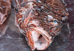 Biyolojik çeşitliğe zarar veren aslan balığı ile mücadelede av yarışması