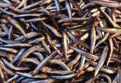 Denizlerde palamut bol, sezon devam ediyor! Hamsi fiyatlarının düşmesi bekleniyor