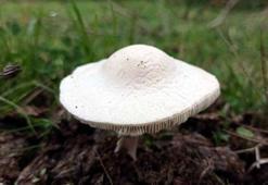 Mantar zehirlenmelerinde ilk 3 güne dikkat