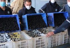 Marmarabirlik ürün alım fiyatlarını arttırdı