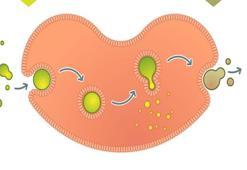 Endositoz Nedir, Nasıl Gerçekleşir? Endositoz Hangi Canlılarda Görülür, Özellikleri Nelerdir?