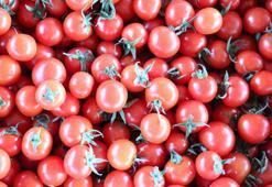 Sebzede örtü altı sezonu açıldı, fiyatlar düşüyor