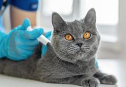 Evcil hayvanı olan herkesi ilgilendiriyor! Cezası var