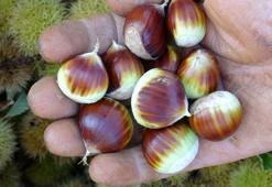 Kilosu 80 liraya kadar çıktı! Hiçbir masrafı yok, büyük getiri sağlıyor