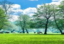 Gölyaka nerede, Gölyaka fay hattı nereden geçiyor? Depremin merkez üssü Gölyaka hangi ile nereye bağlı?