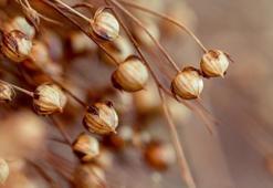 Hızla kalorileri yakıyor, sağlıklı kilo verdiriyor! Yüzde 30 artırıyor...