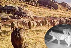Fotokapan görüntüleri belgeselleri aratmadı