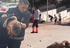 Konya'daki vahşette yeni gelişme! Emine Erdoğan'dan infial yaratan görüntülere tepki