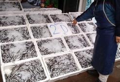 20 Liraya düşen hamsi kapış kapış gitti