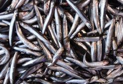 Hamside bolluk başladı, fiyatlar düştü