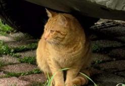 Kedilerde kuduz olur mu? Kediler kuduz olur mu, kediden kuduz bulaşır mı?