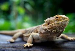 Sakallı Ejder neden yasak? Sakallı Ejder nedir?