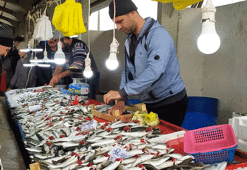 Balık bollaştı, fiyatlar ucuzladı