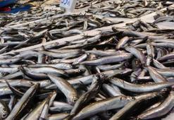 Tezgahlardaki yerli hamsiye ilgi arttı! Kilo fiyatı açıklandı
