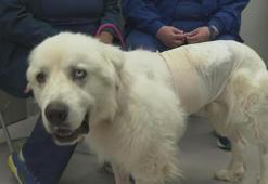 Herkes bunu konuşuyor! Çoban köpeği sürüye saldıran 8 çakalı öldürdü