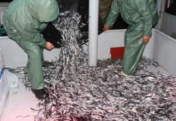 Hamsi ile ilgili 'tehlike' uyarısı! Gittikçe azalıyor, fiyatları da vurabilir