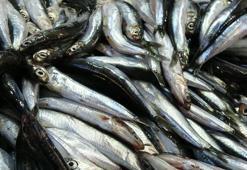 Hamsi ve balık ile ilgili yasak çağrısı: Stoklar çökecek