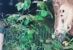 Zerrin Özer mezarlıkta şarkı söyledi!