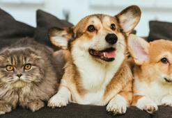 Evcil hayvanı olan milyonları ilgilendiriyor! Çip krizi başladı