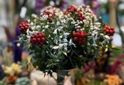 Kokina çiçekleri yılbaşı için raflardaki yerini aldı! Fiyatı iki kat arttı