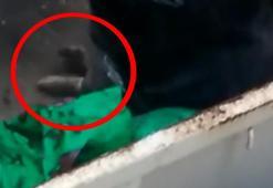 Köpeğin üzerine moloz dökülmesine çifte soruşturma