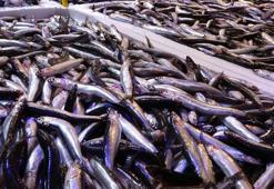 Hava muhalefeti hamsi fiyatını ikiye katladı