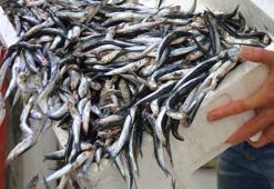 Balık fiyatları ile ilgili son dakika açıklaması! İşte barbun, hamsi, istavrit, mezgitte son durum