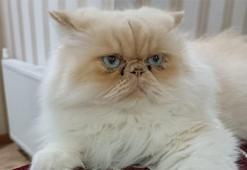 Evcil hayvanı olanlar dikkat! Son gün 31 Aralık, 6 bin 72 TL cezası var