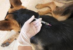 Kuduz ile ilgili son dakika uyarısı! 'Yüzde 100 mümkün'