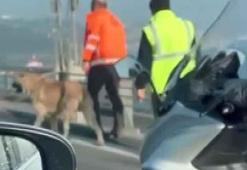 15 Temmuz Şehitler Köprüsü’nde yürüyen sokak köpeğini sürücüler kurtardı