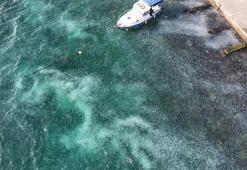 İstanbul Boğazı'nı istila ettiler! Sahil beyaza büründü, gören şoke oldu